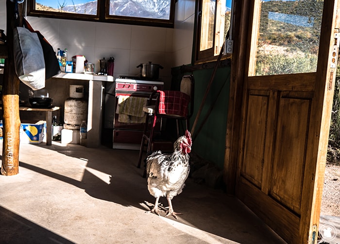 Monte Hostcamp et ses poulets sociaux