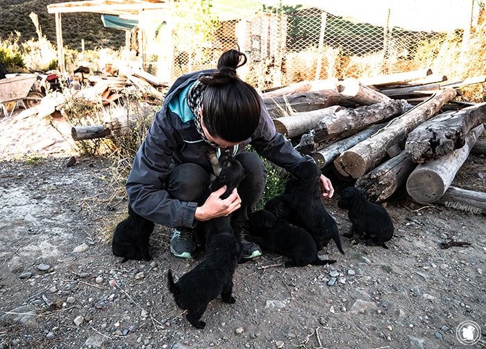 Candie et les chiots au Monte Hostcamp