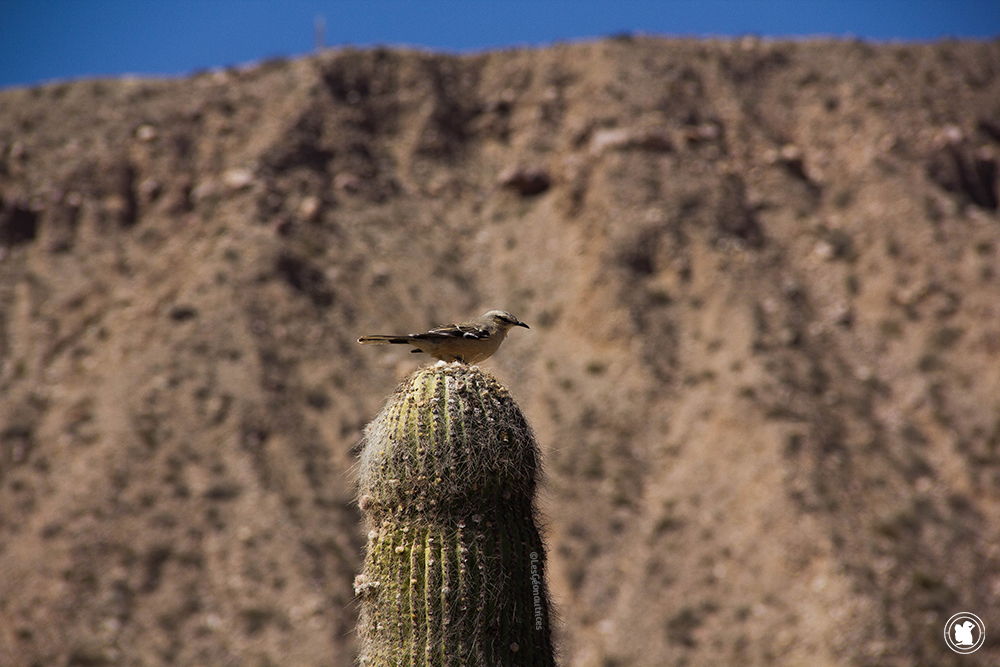 Un bel oiseau tranquillement perché sur son cactus à Tilcara